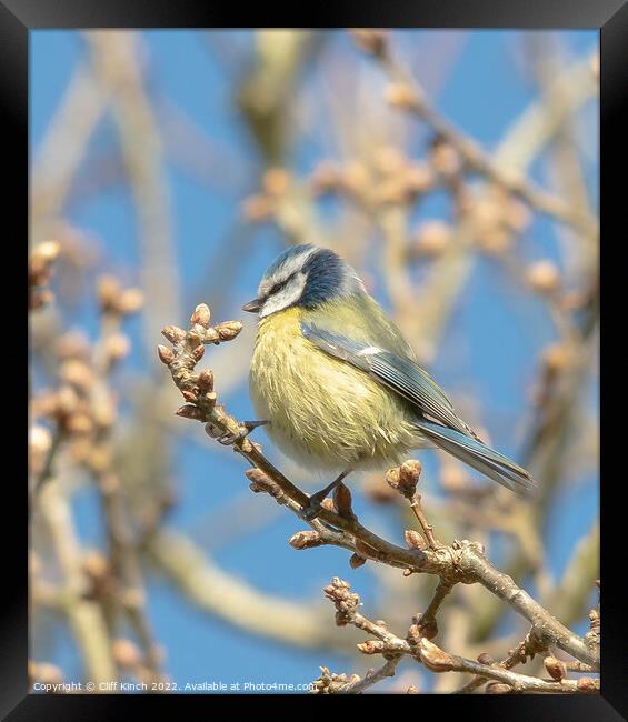 A blue tit perched on a tree branch Framed Print by Cliff Kinch