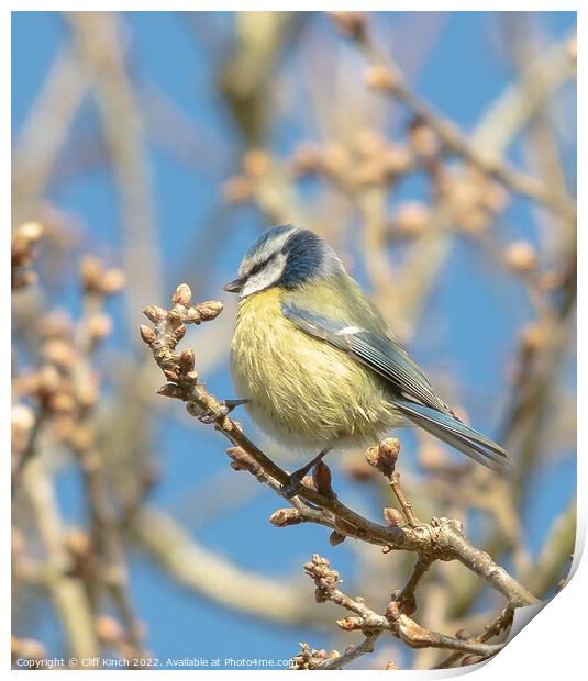 A blue tit perched on a tree branch Print by Cliff Kinch