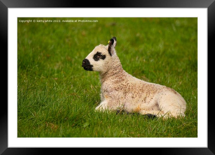 Baby lamb  Framed Mounted Print by kathy white