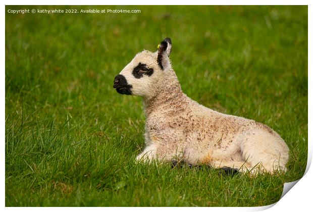Baby lamb  Print by kathy white