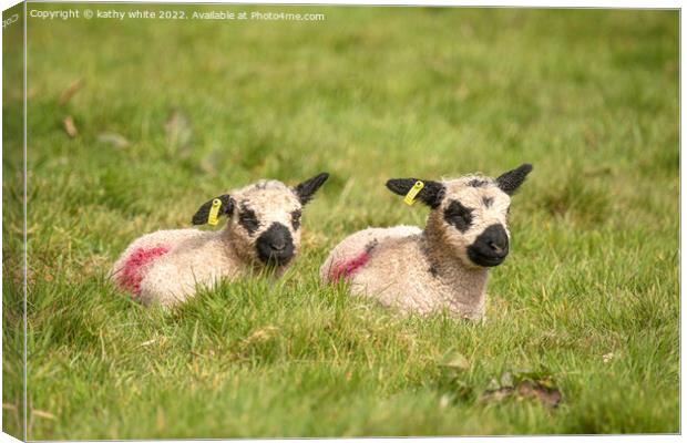 twin baby lambs Canvas Print by kathy white