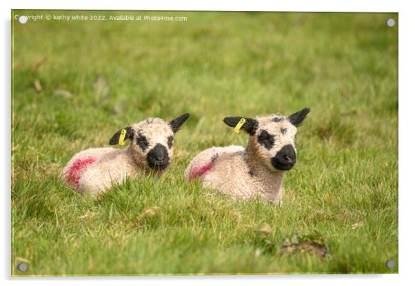 twin baby lambs Acrylic by kathy white