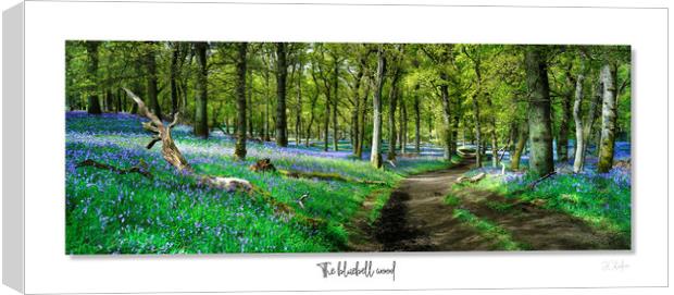 The  English bluebell wood Canvas Print by JC studios LRPS ARPS