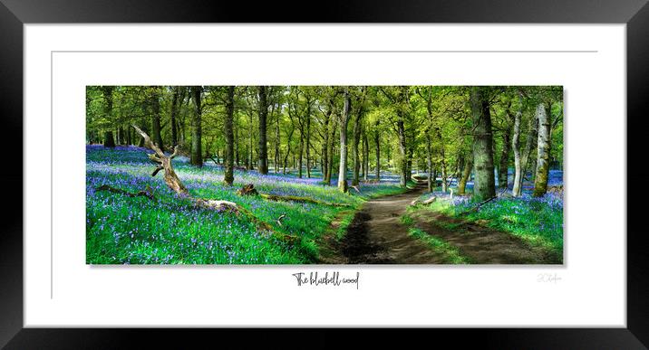The  English bluebell wood Framed Mounted Print by JC studios LRPS ARPS