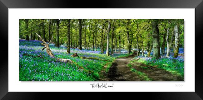 The  English bluebell wood Framed Print by JC studios LRPS ARPS