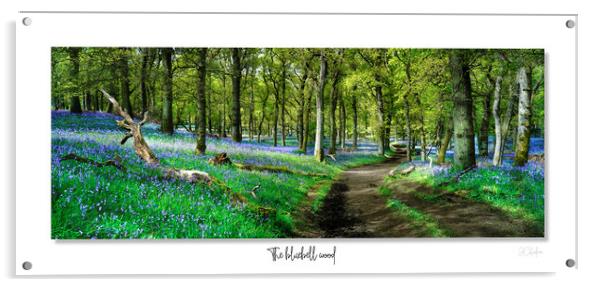 The  English bluebell wood Acrylic by JC studios LRPS ARPS