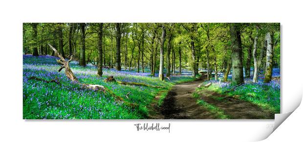 The  English bluebell wood Print by JC studios LRPS ARPS