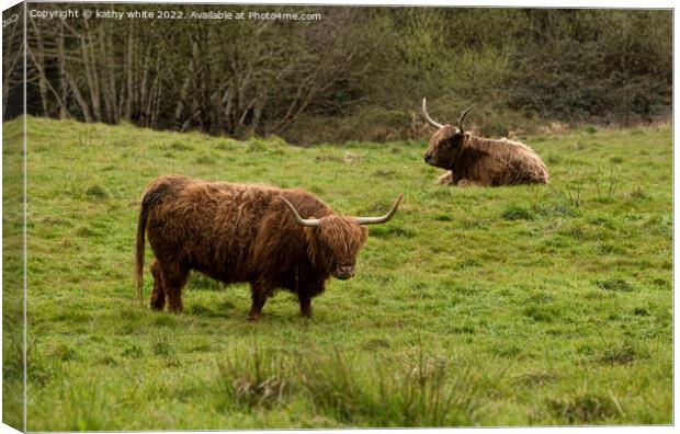 Two Highland cows in Cornwall Canvas Print by kathy white