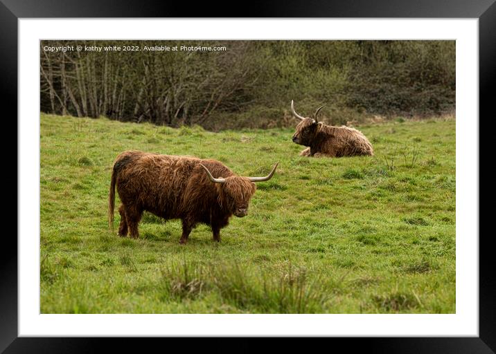 Two Highland cows in Cornwall Framed Mounted Print by kathy white