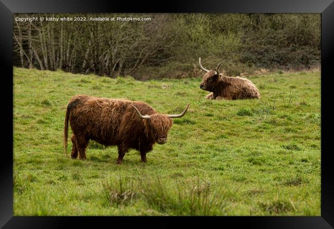 Two Highland cows in Cornwall Framed Print by kathy white
