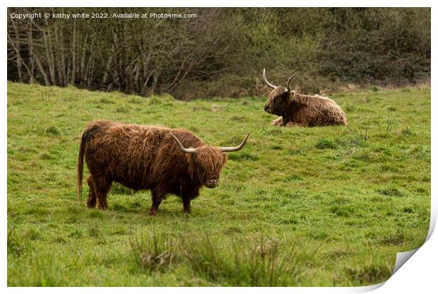 Two Highland cows in Cornwall Print by kathy white