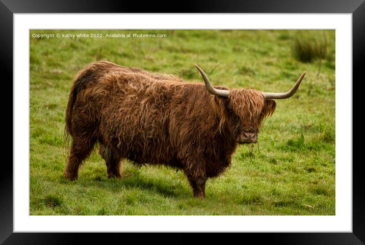 The Highland cow in Cornwall Framed Mounted Print by kathy white