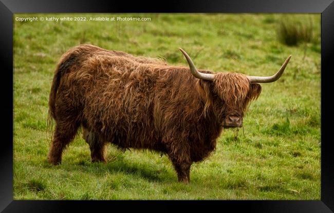 The Highland cow in Cornwall Framed Print by kathy white