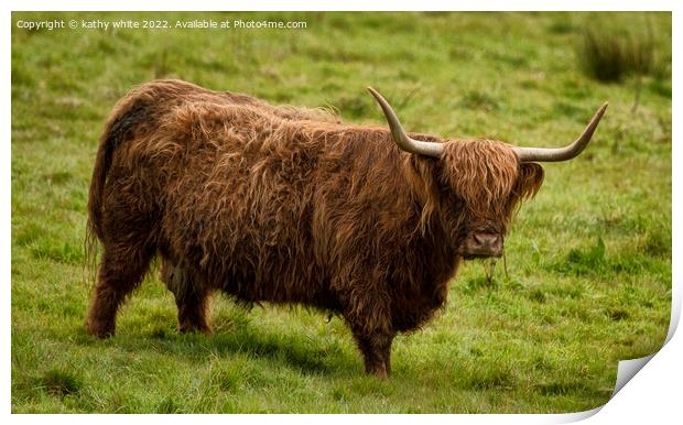 The Highland cow in Cornwall Print by kathy white