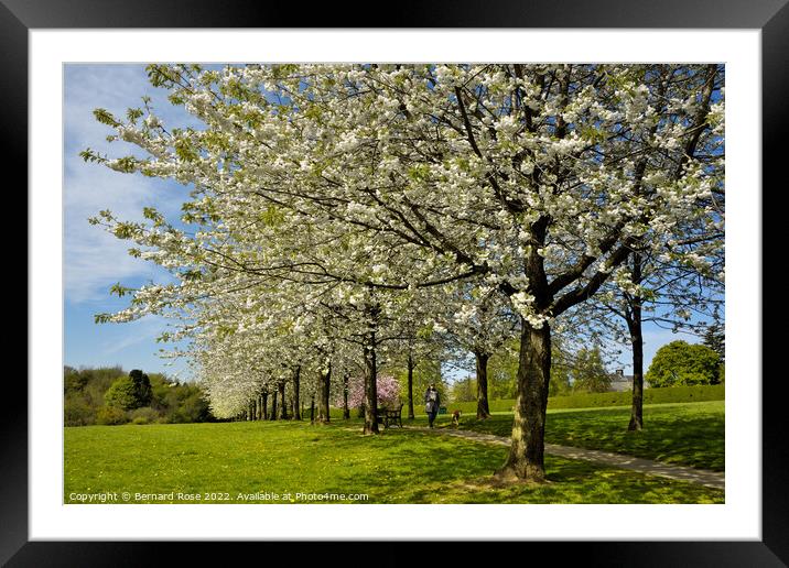 Cherry Tree Spring Blossom  Framed Mounted Print by Bernard Rose Photography