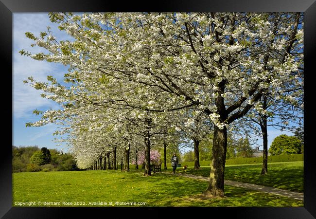 Cherry Tree Spring Blossom  Framed Print by Bernard Rose Photography