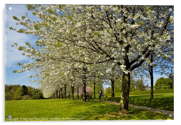 Cherry Tree Spring Blossom  Acrylic by Bernard Rose Photography