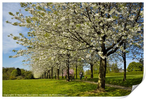 Cherry Tree Spring Blossom  Print by Bernard Rose Photography