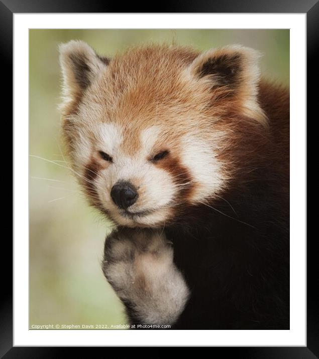 Red Panda Waving Framed Mounted Print by Stephen Davis