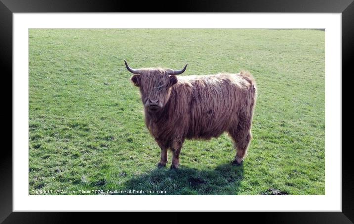 A cow standing on top of a lush green field Framed Mounted Print by Warren Dixon