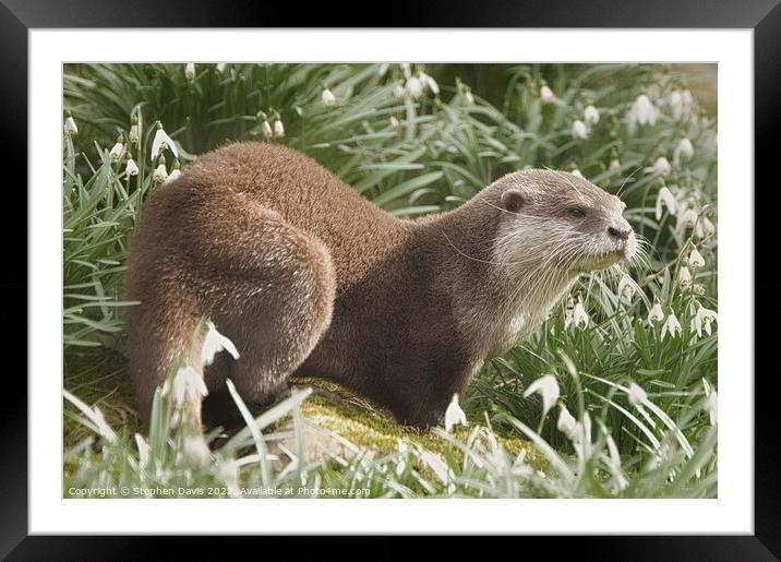 Otter in Snowdrops Framed Mounted Print by Stephen Davis