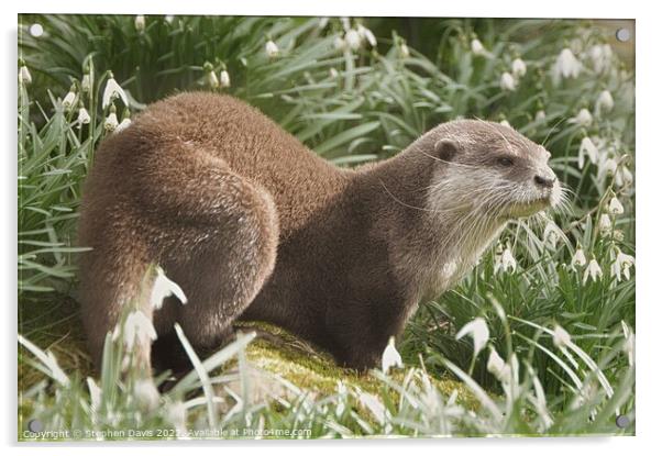 Otter in Snowdrops Acrylic by Stephen Davis