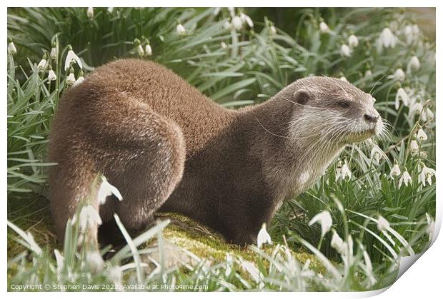 Otter in Snowdrops Print by Stephen Davis