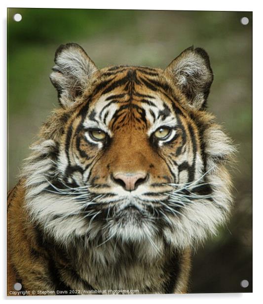 Sumatran Tiger Acrylic by Stephen Davis
