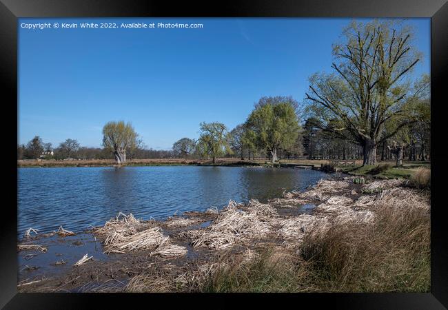 Corner of the pond Framed Print by Kevin White