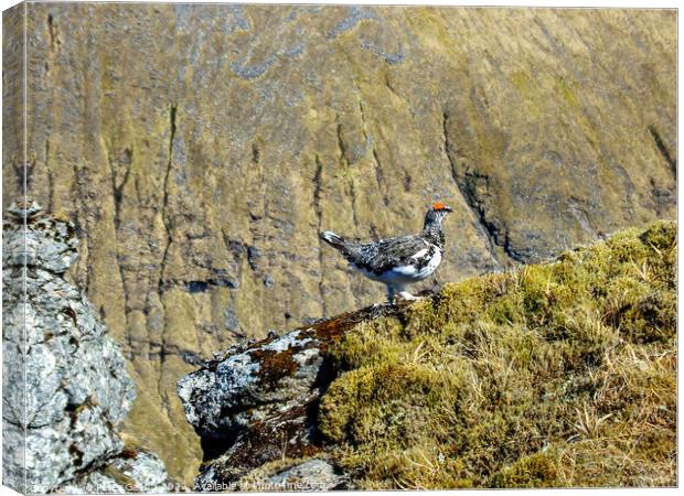 Ptarmigan on the edge of a cliff Canvas Print by Peter Gaeng