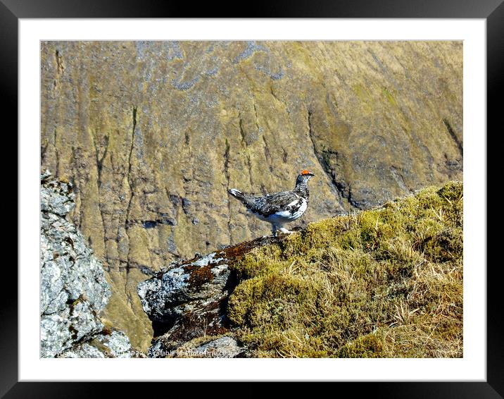 Ptarmigan on the edge of a cliff Framed Mounted Print by Peter Gaeng