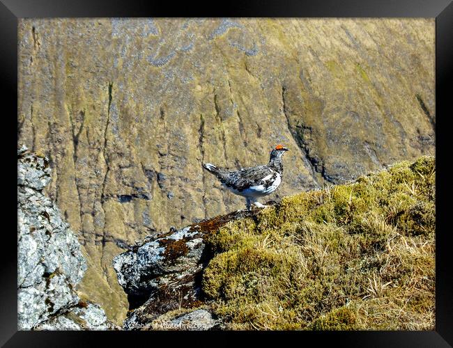 Ptarmigan on the edge of a cliff Framed Print by Peter Gaeng