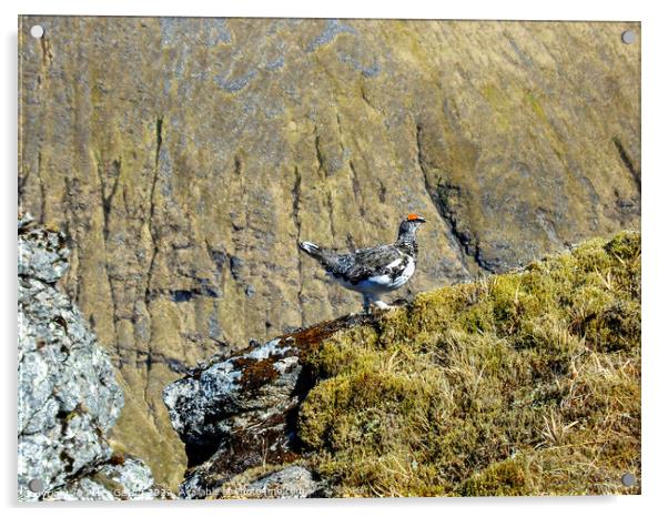 Ptarmigan on the edge of a cliff Acrylic by Peter Gaeng