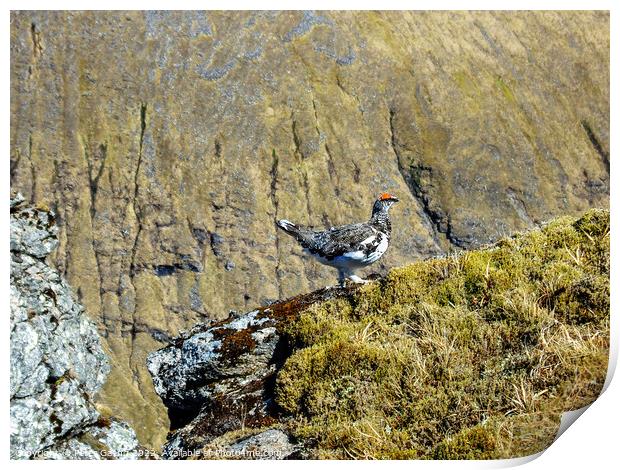 Ptarmigan on the edge of a cliff Print by Peter Gaeng