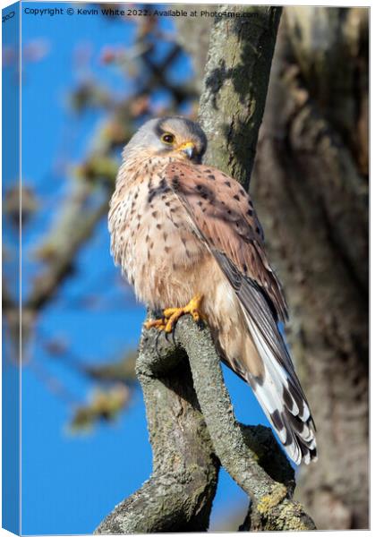 Common Kestrel in springtime Canvas Print by Kevin White