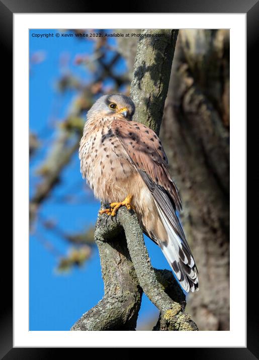 Common Kestrel in springtime Framed Mounted Print by Kevin White