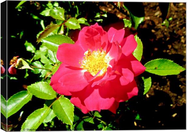 Sunlit red rose Canvas Print by Stephanie Moore