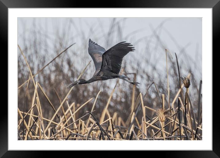 African Openbill in Flight, No. 2 Framed Mounted Print by Belinda Greb