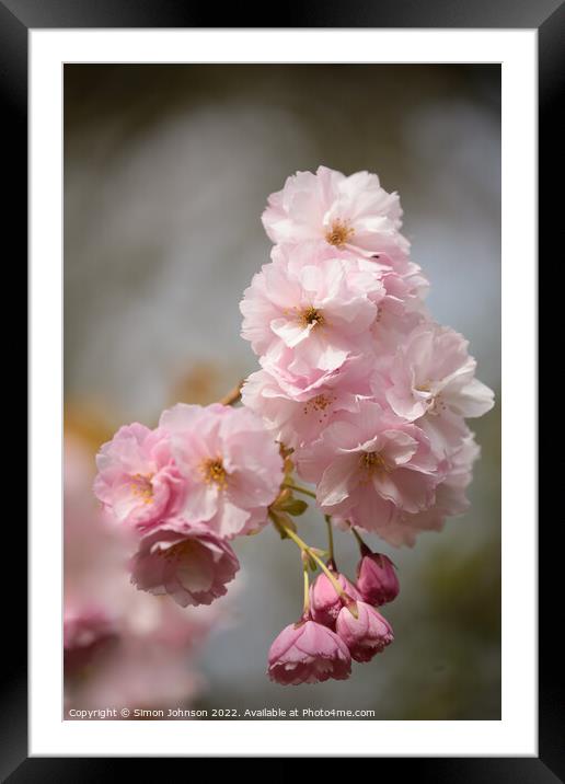 Cherry Blossom Framed Mounted Print by Simon Johnson