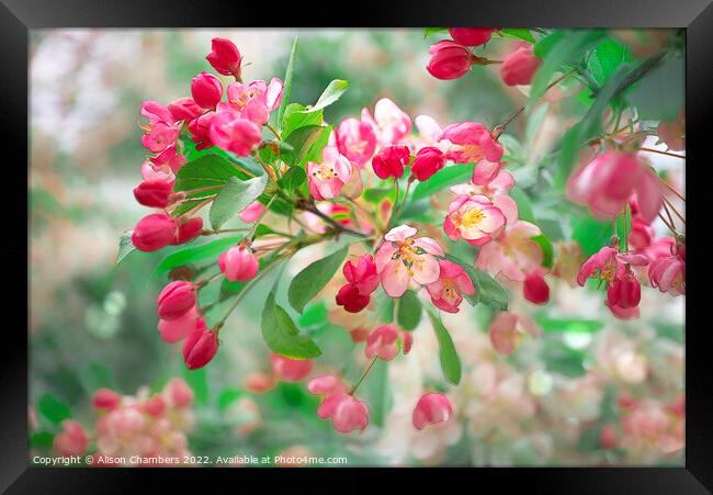 Apple Blossom Framed Print by Alison Chambers