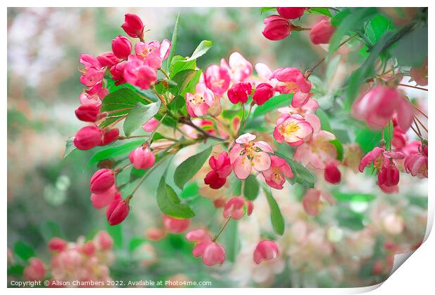 Apple Blossom Print by Alison Chambers