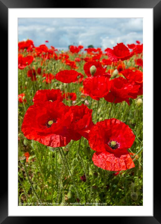 Poppy field Framed Mounted Print by Photimageon UK