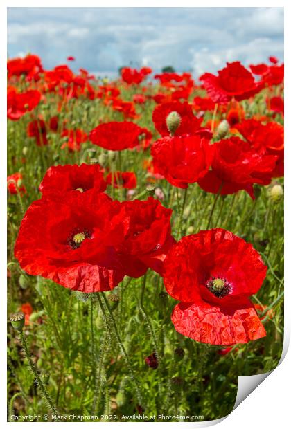 Poppy field Print by Photimageon UK