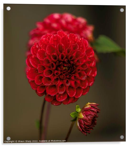 A Flower Acrylic by Shaun Sharp