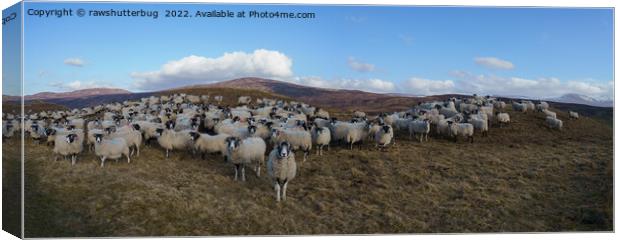 Scottish Blackface Sheep Herd Panorama Canvas Print by rawshutterbug 