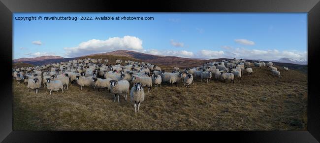 Scottish Blackface Sheep Herd Panorama Framed Print by rawshutterbug 