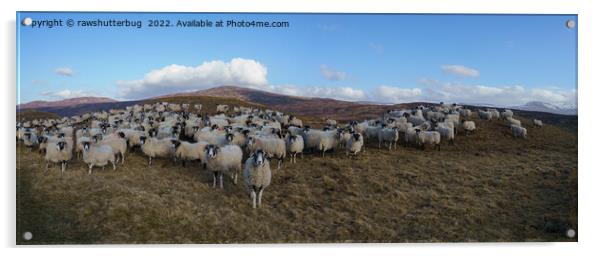 Scottish Blackface Sheep Herd Panorama Acrylic by rawshutterbug 