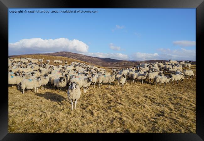 Majestic Scottish Blackface Sheep Herd Grazing in  Framed Print by rawshutterbug 