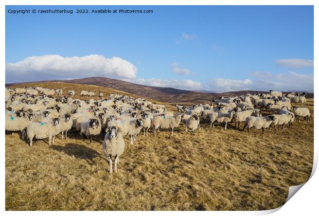 Majestic Scottish Blackface Sheep Herd Grazing in  Print by rawshutterbug 