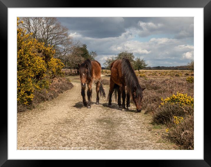Horses in the New Forest Framed Mounted Print by Andy Dow